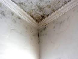 Best Basement Mold Removal  in USA